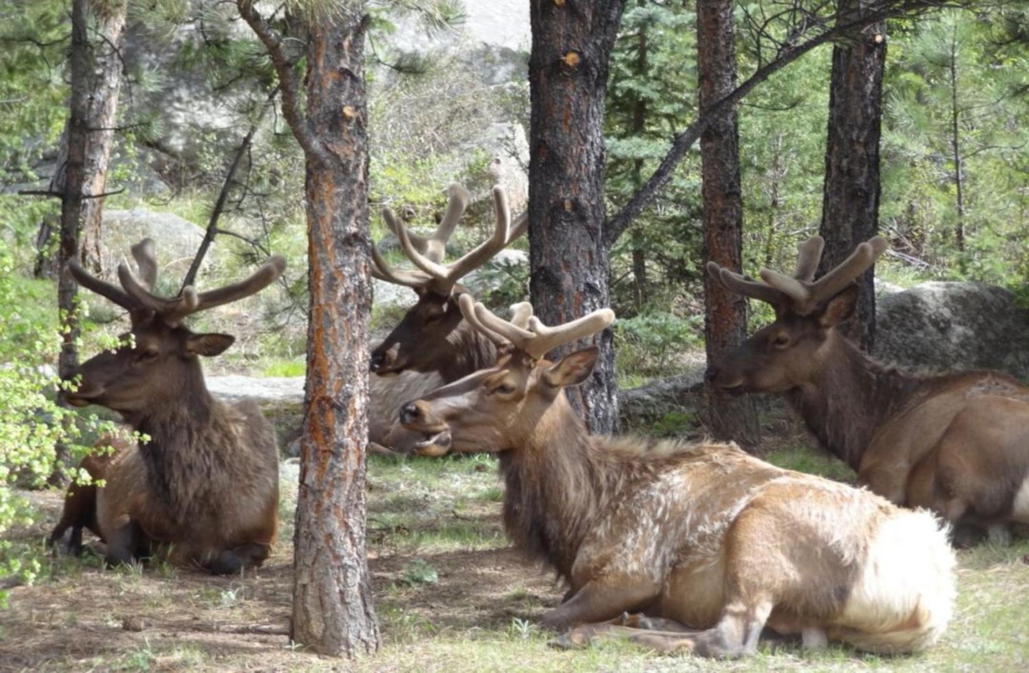 Stonebrook Resort - Adult Only Estes Park Luaran gambar
